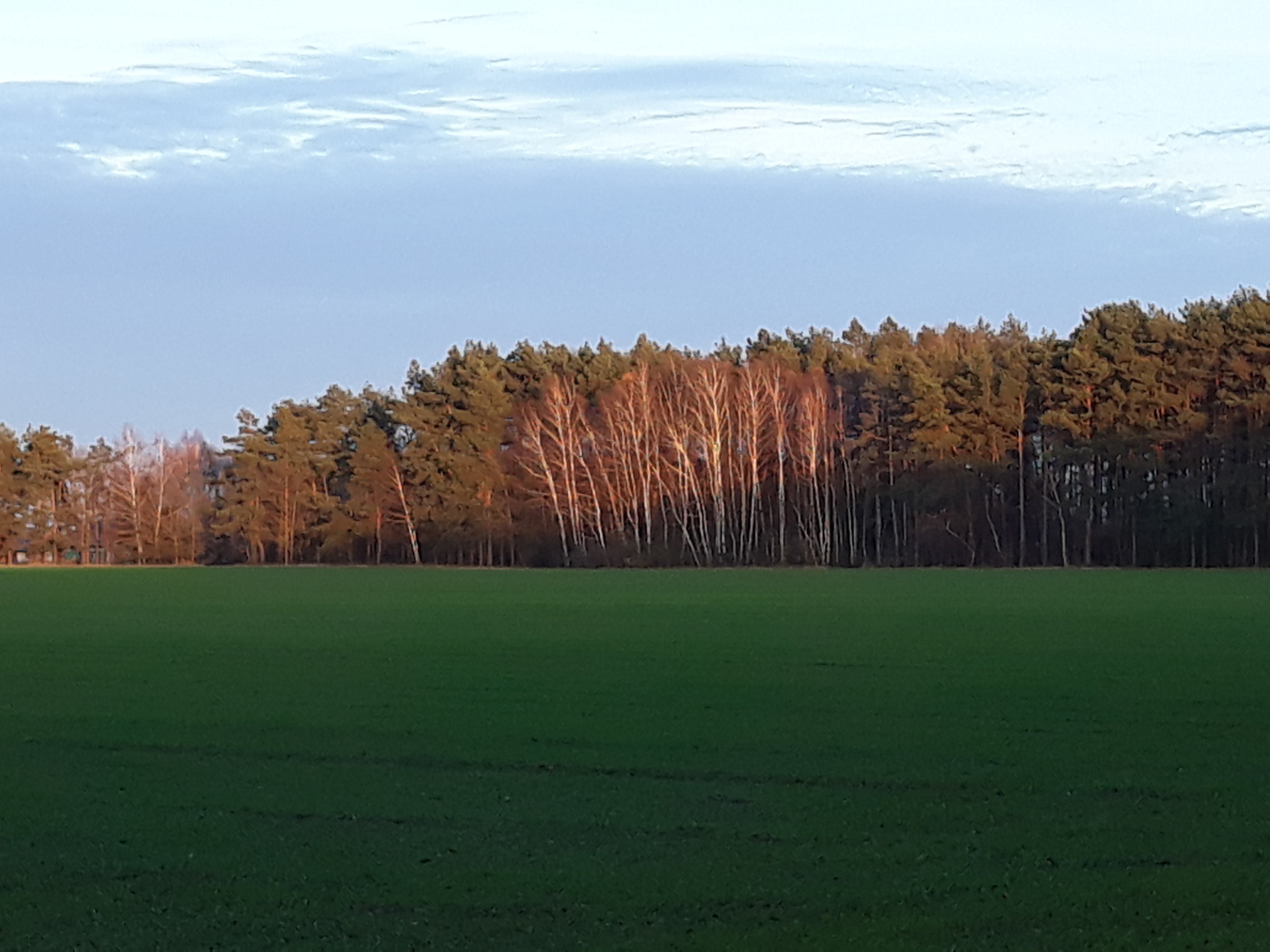 Zdjęcie przedstawiające las w jesiennych kolorach na tle pól.